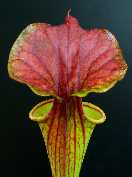 Sarracenia flava var. cuprea  FL02 RVL