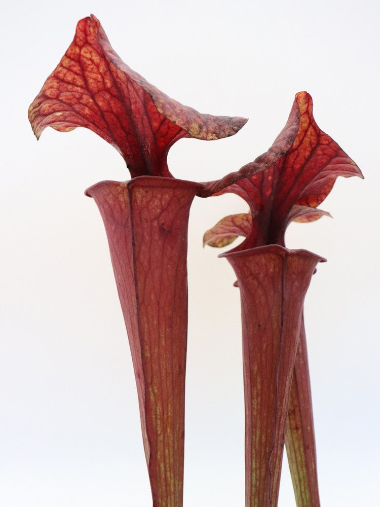 Sarracenia flava var. rubricorpora FL104 RVL Purple tube
