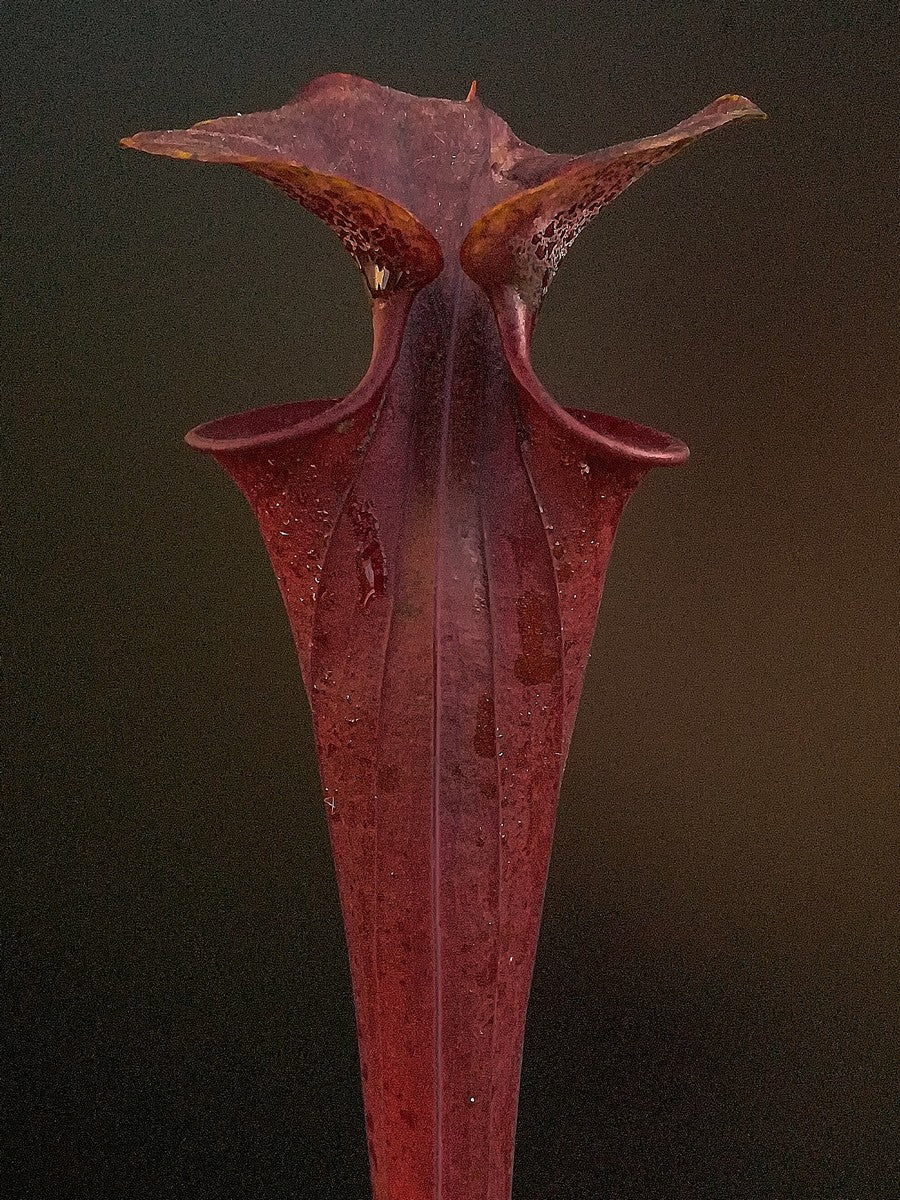 Sarracenia flava var. rubricorpora FL104 RVL Purple tube