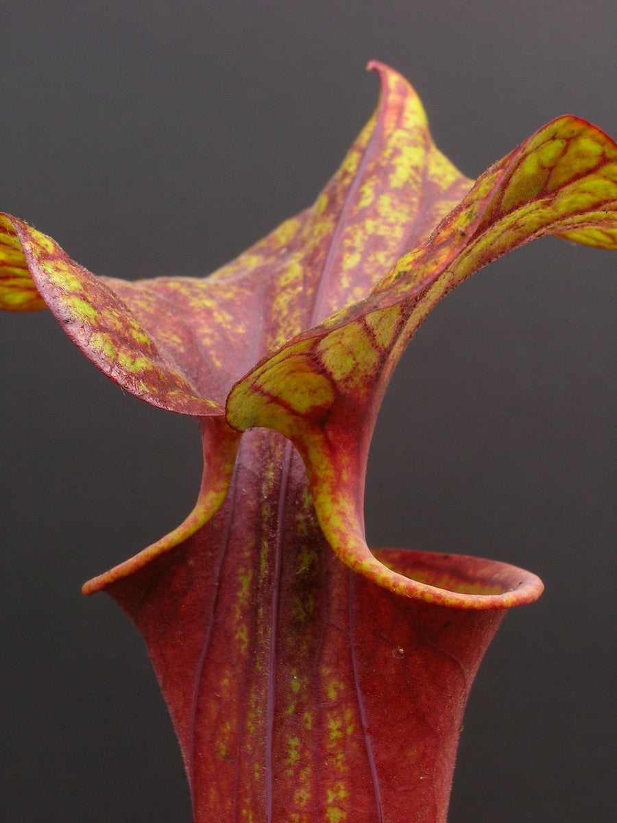 Sarracenia flava var. rubricorpora FL13 RVL