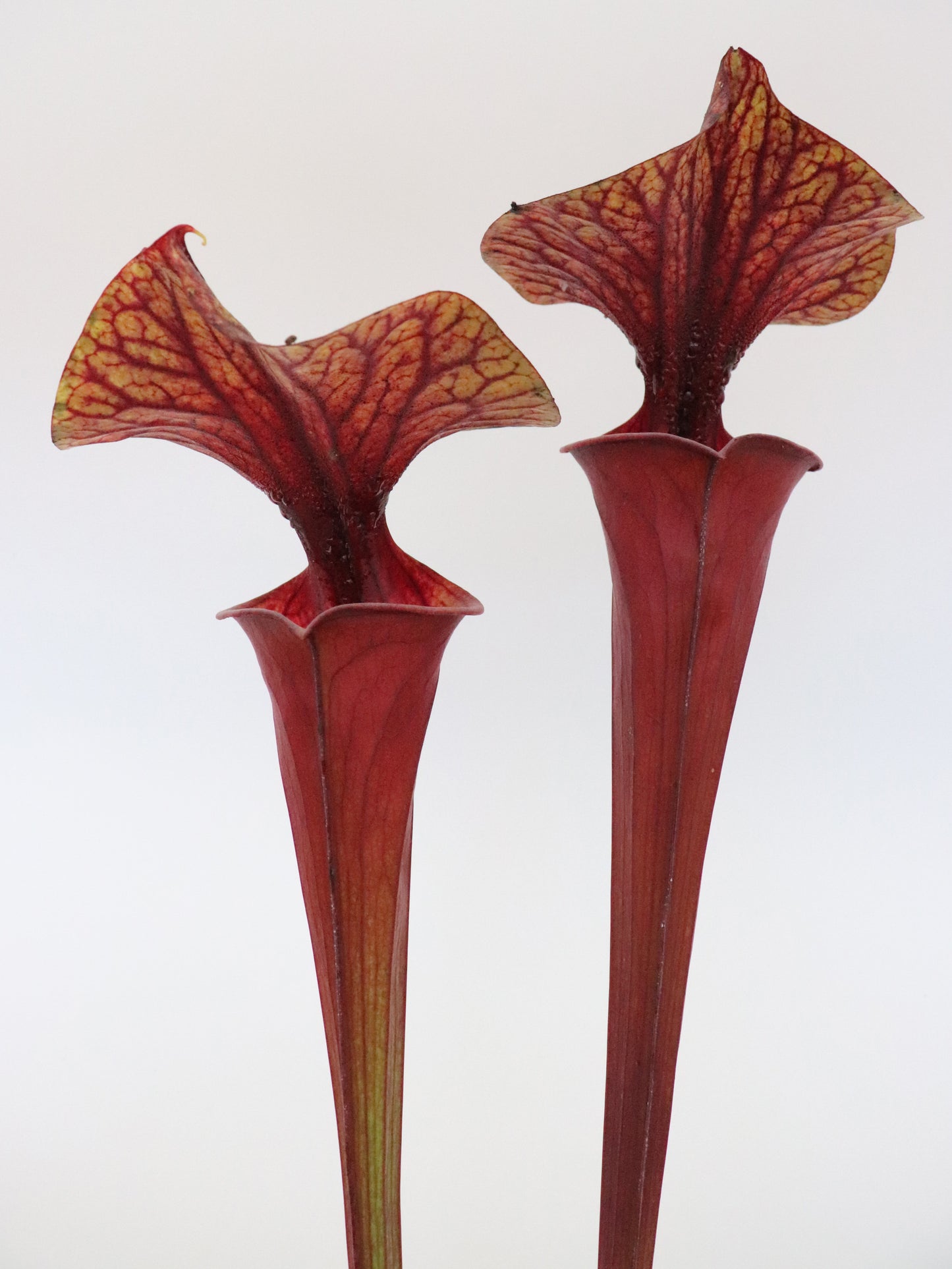 Sarracenia flava var. rubricorpora FL13 RVL