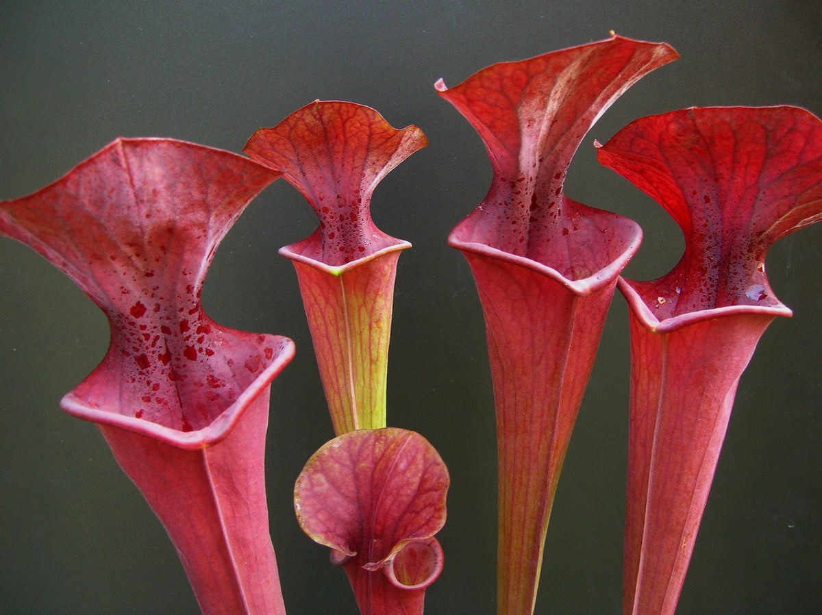 Sarracenia flava var. atropurpurea FL24 RVO