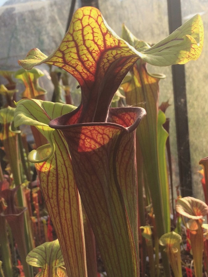 Sarracenia flava var. rubricorpora FL83 RVL ""Rainbow"