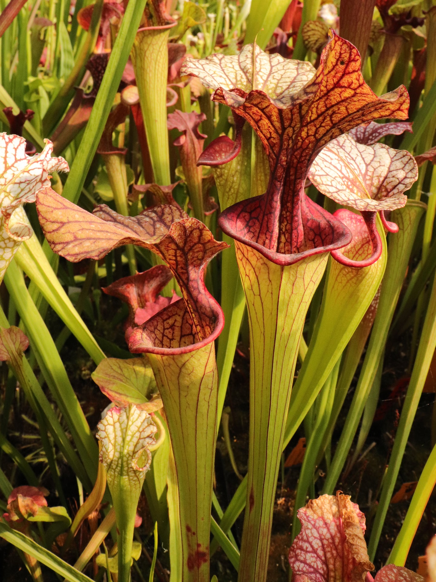 Sarracenia 'French Kiss'  SX68 AC