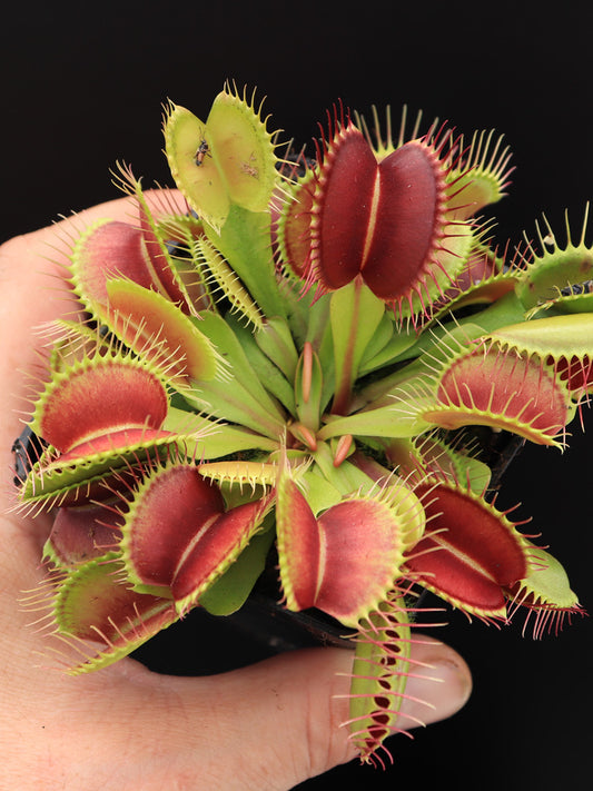 FRESH SEEDS of Dionaea Muscipula Typical Form