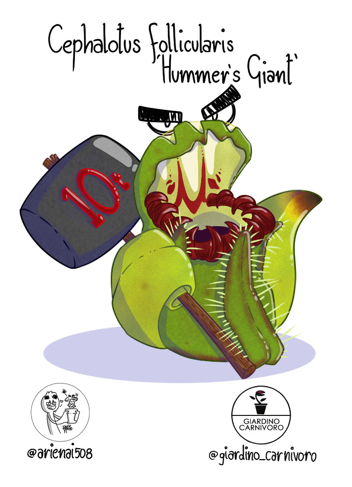 STICKER HUMMER'S GIANT 6 CM X 8,3 CM