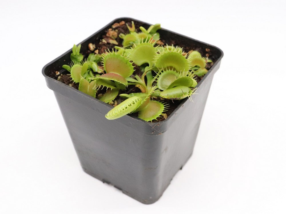 Dionaea muscipula "GJ Bloody Nurse“