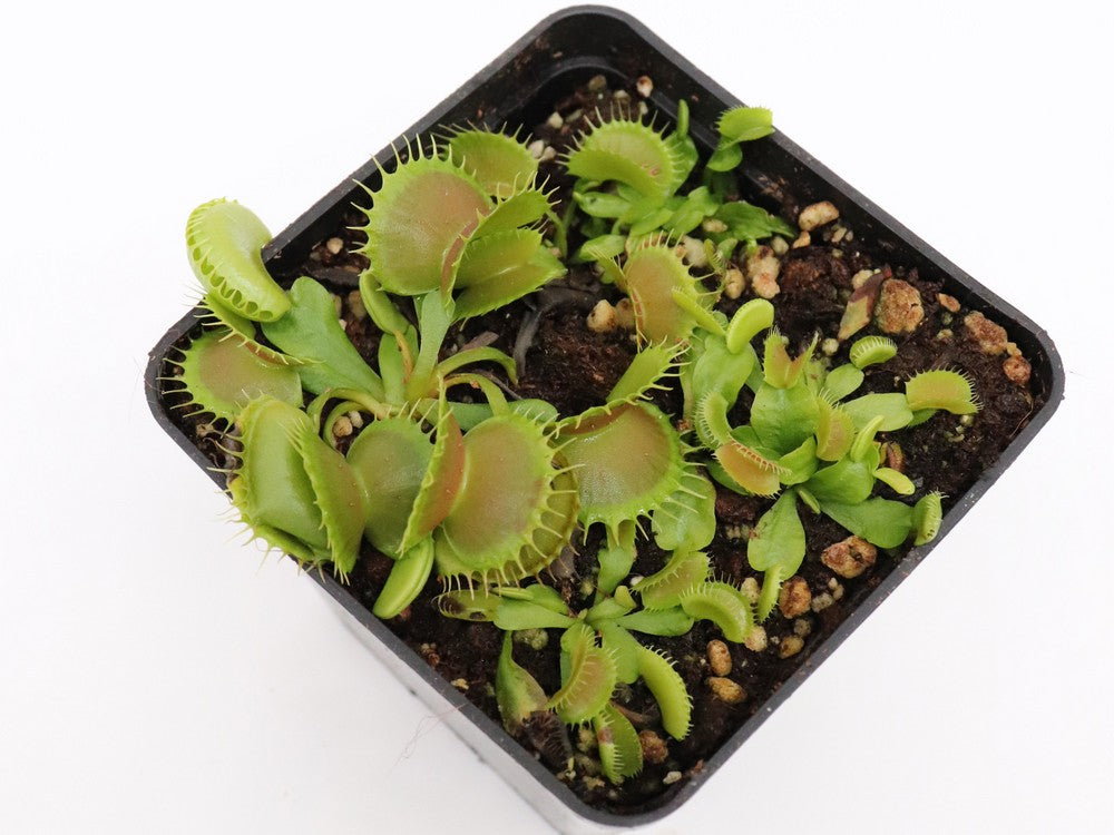 Dionaea muscipula "GJ Bloody Nurse“