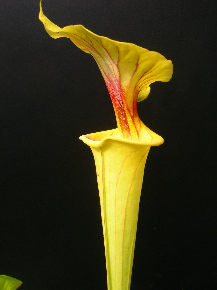 Sarracenia flava var. flava "Goldie"