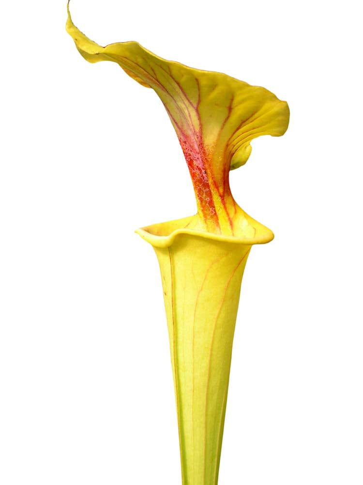 Sarracenia flava var. flava "Goldie"