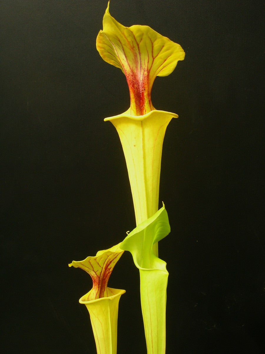 Flava "Goldie" x Rugelii "Giant" FL77 RVO GC SEEDGROWN