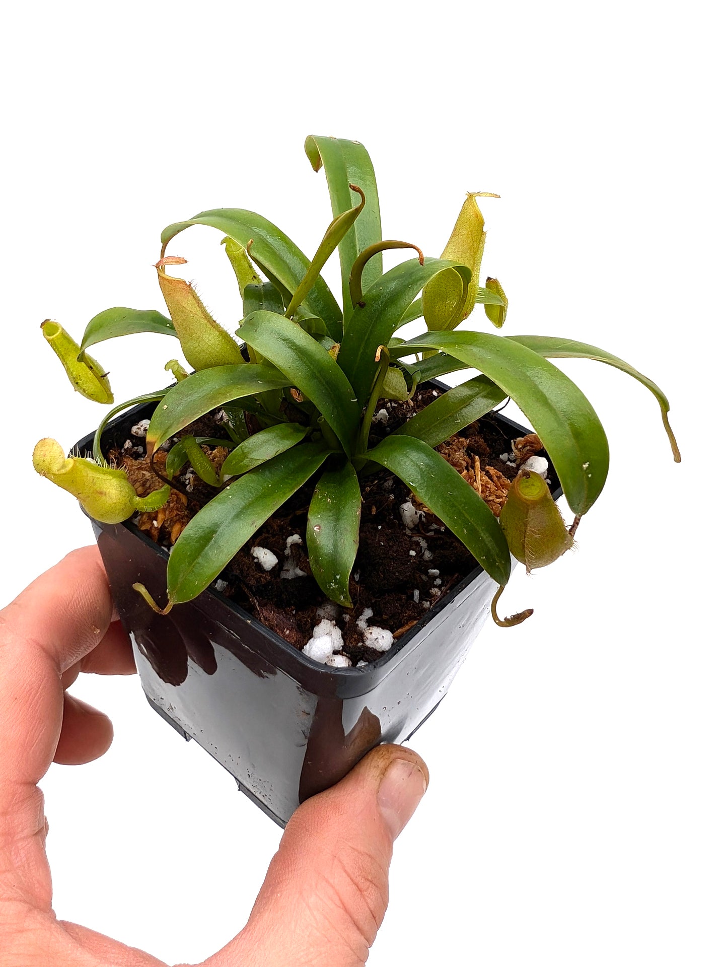 Nepenthes gracilis x diabolica