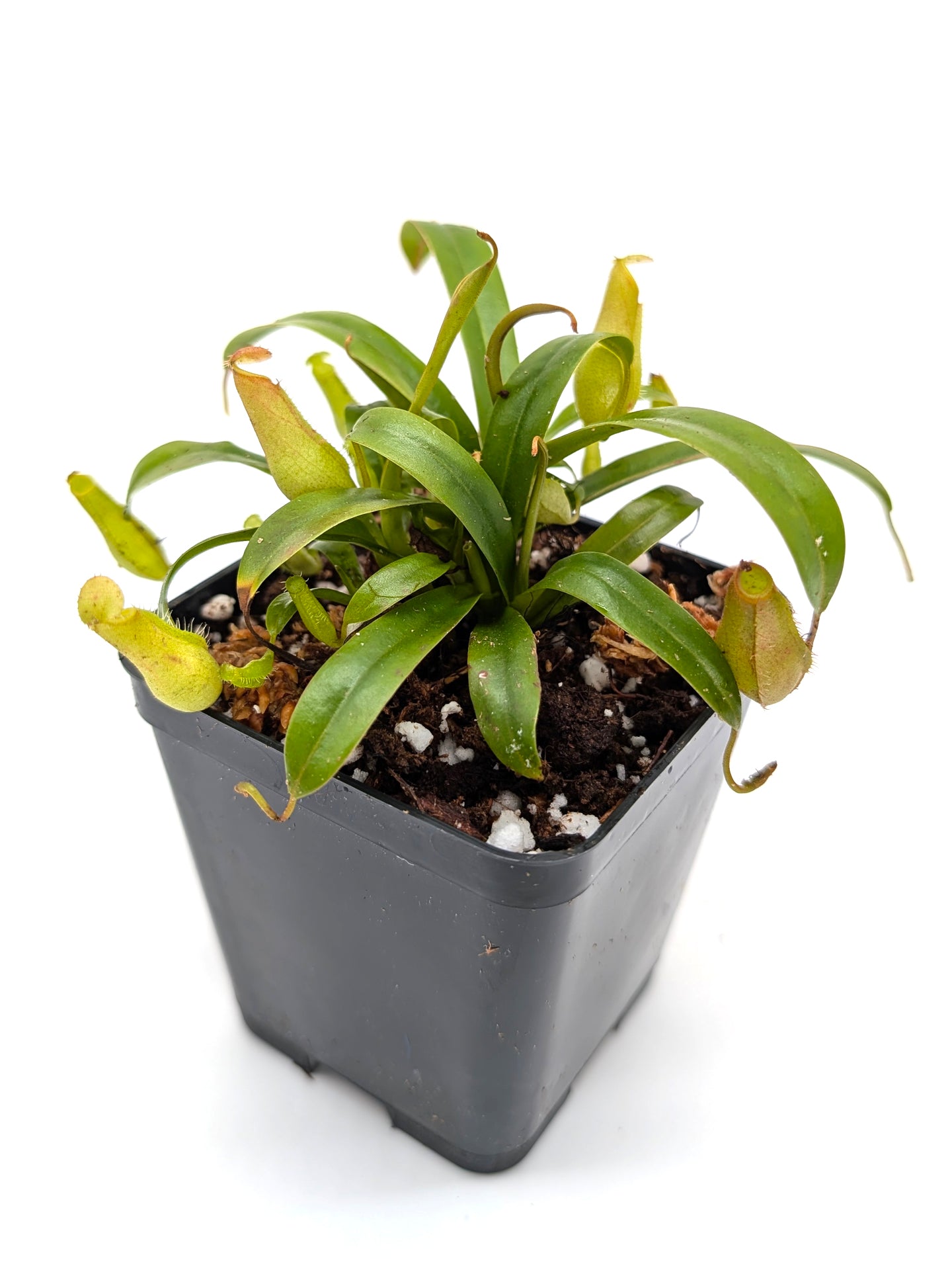 Nepenthes gracilis x diabolica