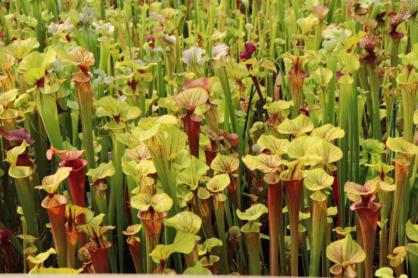 2 Vasi di SARRACENIA SURPRISE  A 25€ - 2 Vasi Folti diametro 12 cm