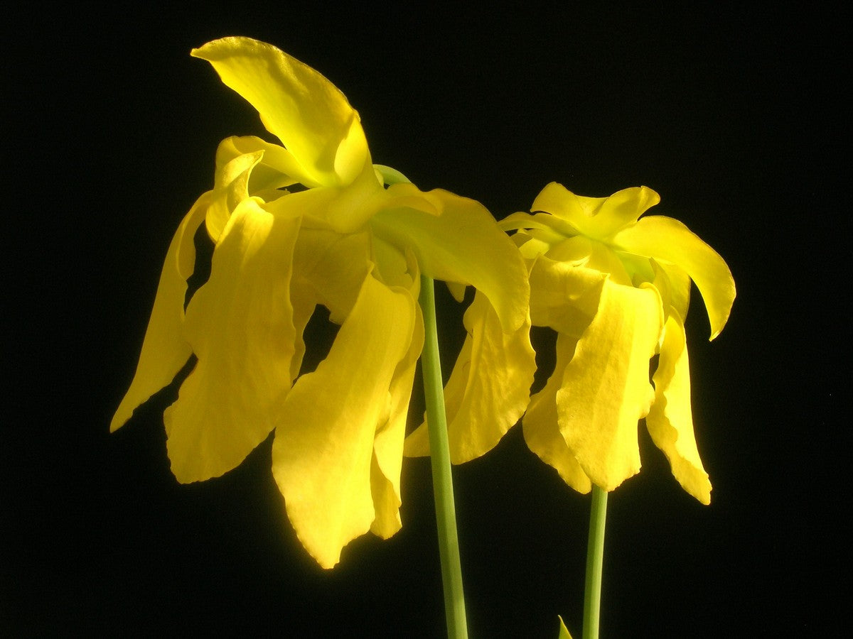 Sarracenia flava var. flava "Goldie"