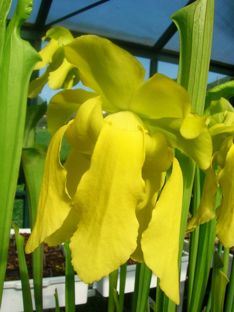 Sarracenia flava var. flava "Goldie"
