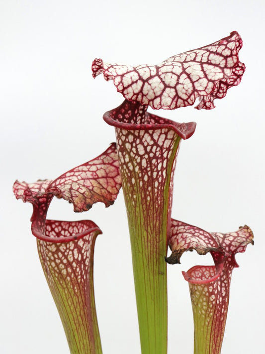 H100 GC Sarracenia "Red Midnight"