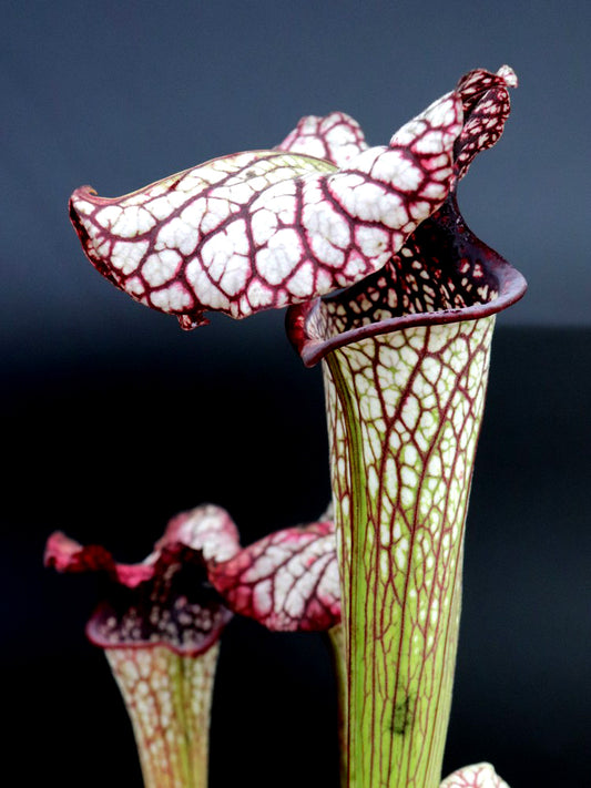 H102 GC Sarracenia "Sweet Midnight"