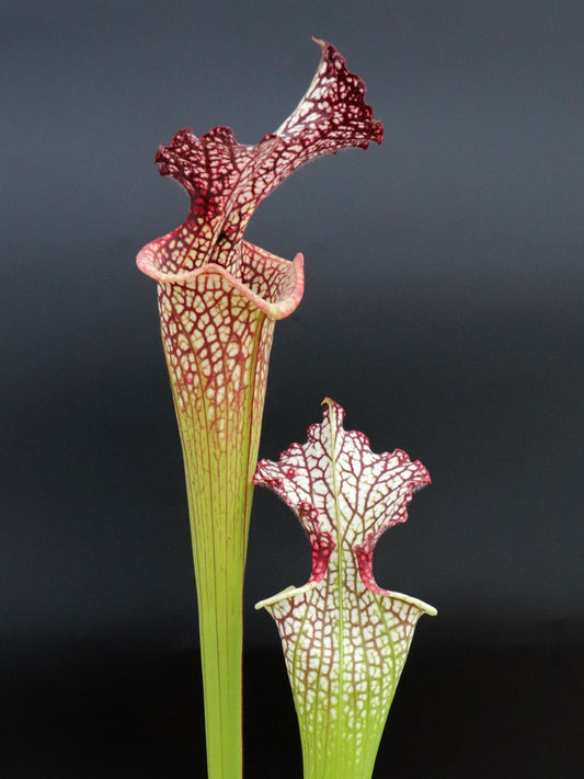 H104 GC S.x moorei "GC Selection"