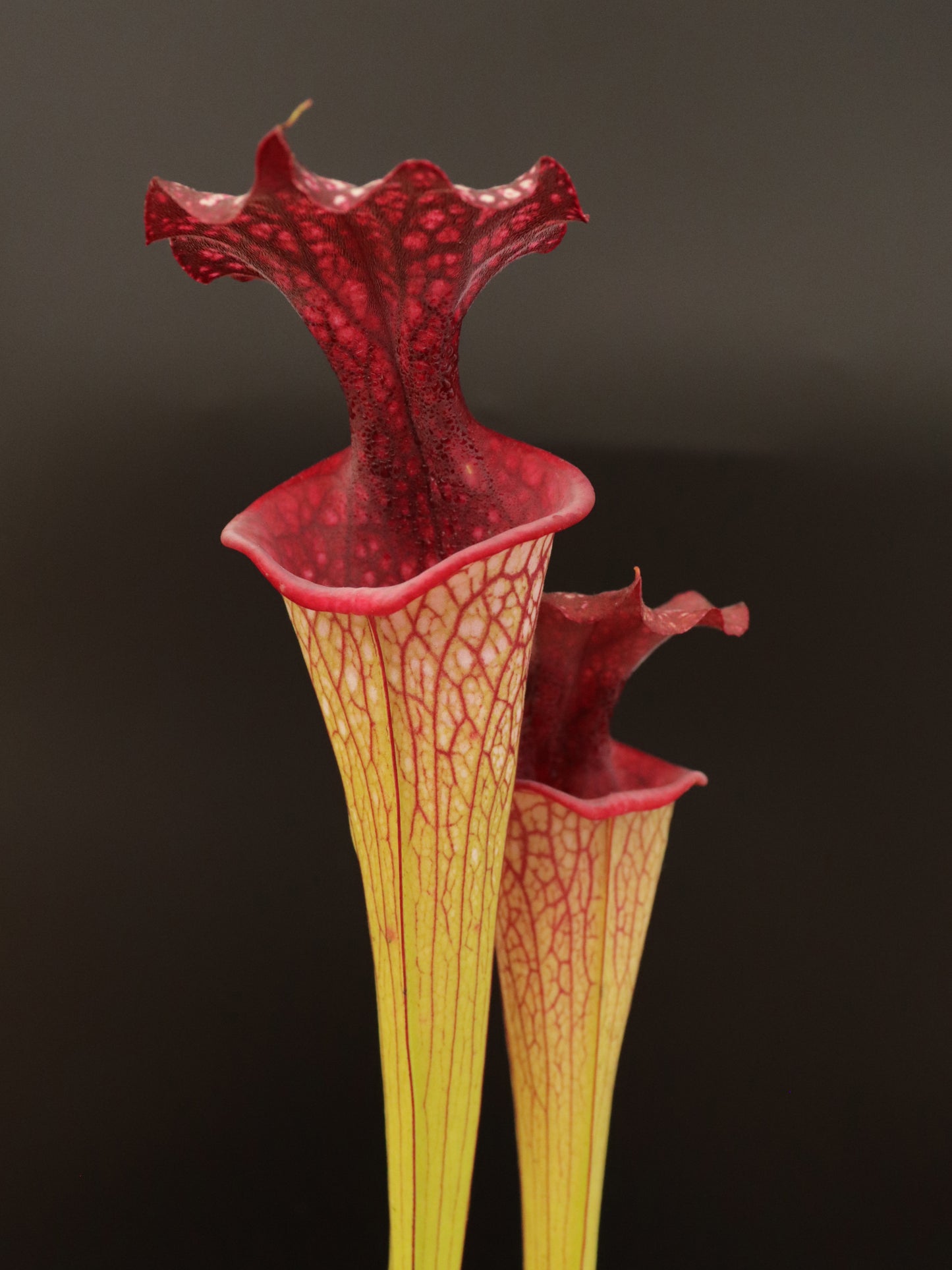Sarracenia x moorei "Giant Red Throat" Mark Wesson H62 MK