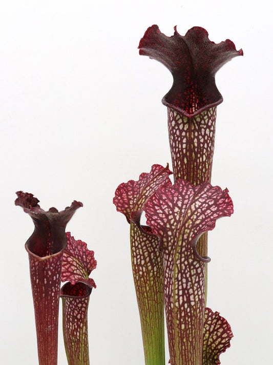 H112 GC  S.x areolata "Black Selection"