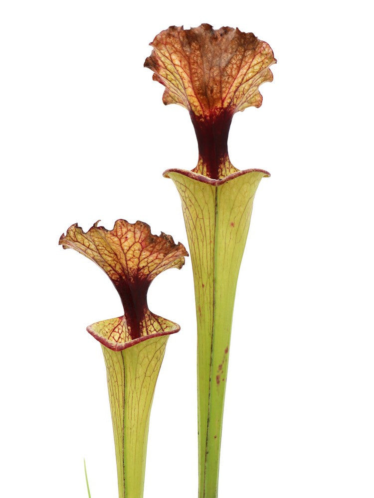 S.x " Wilkerson moorei " H156 MK