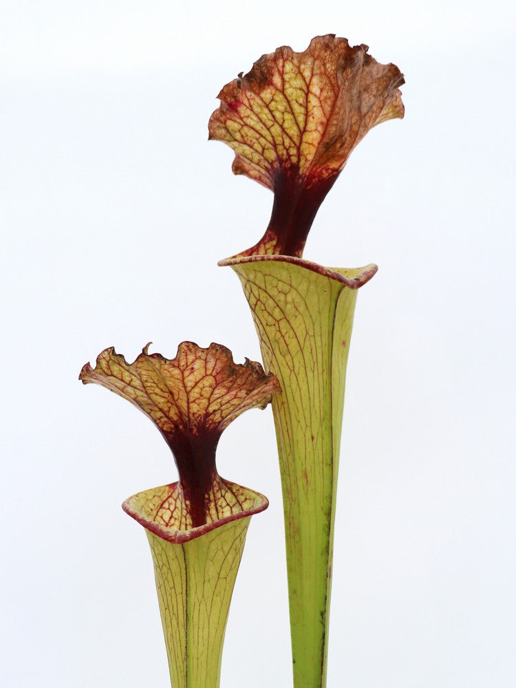 S.x " Wilkerson moorei " H156 MK