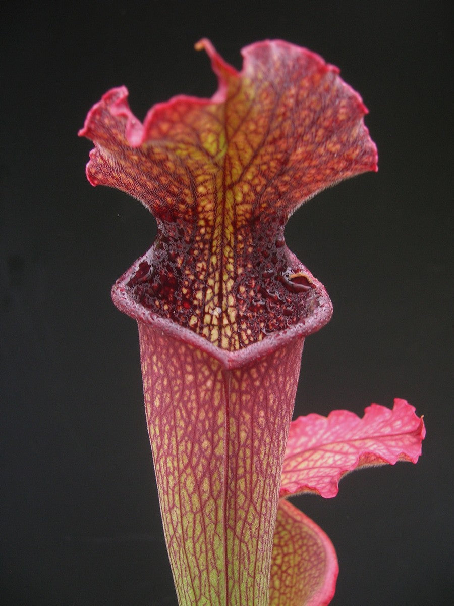 S.x belli  (rubra gulfensis "giant" x leuco)   H15 MK