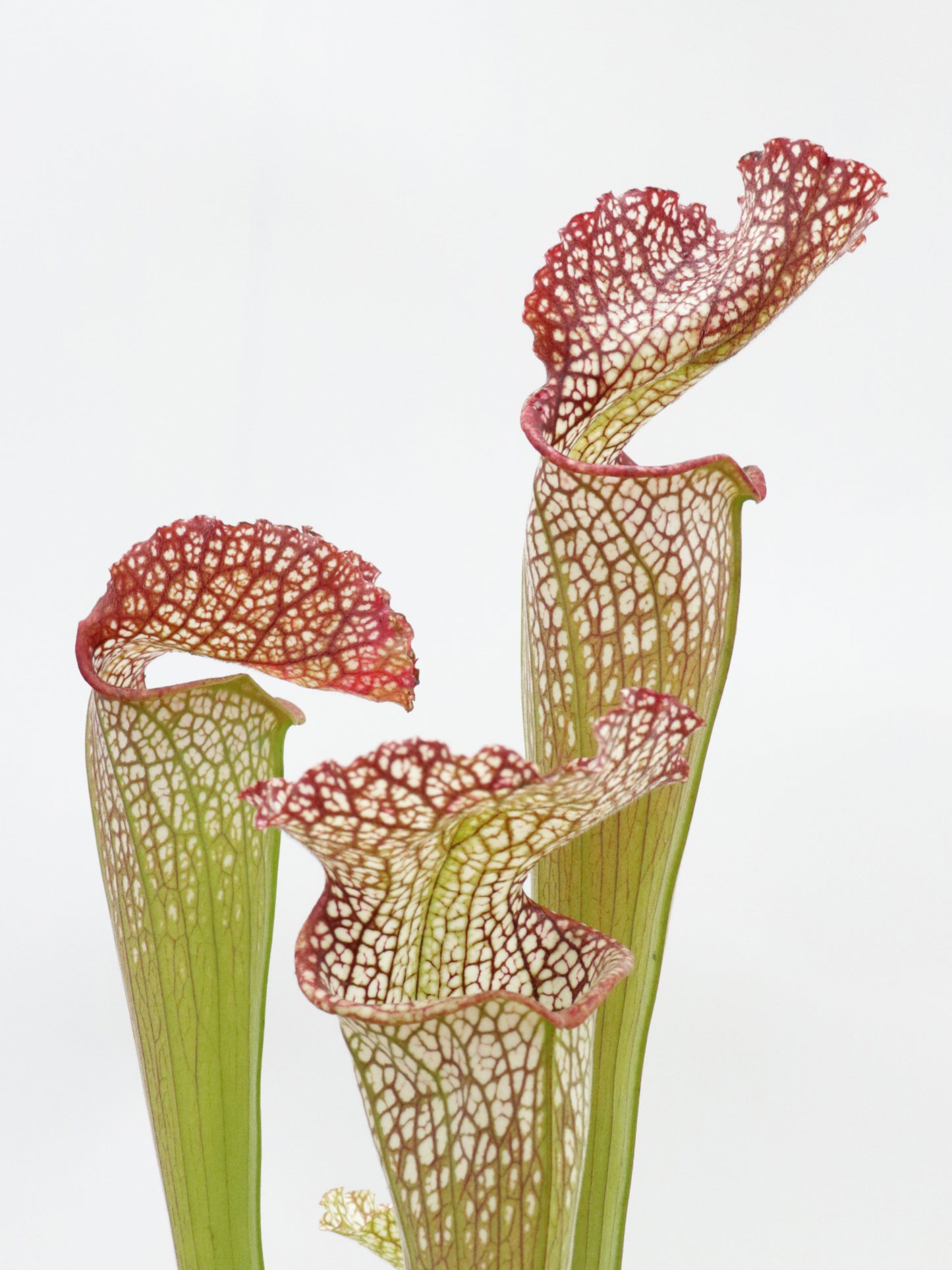 H18 GC Sarracenia moorei " Bulldog "