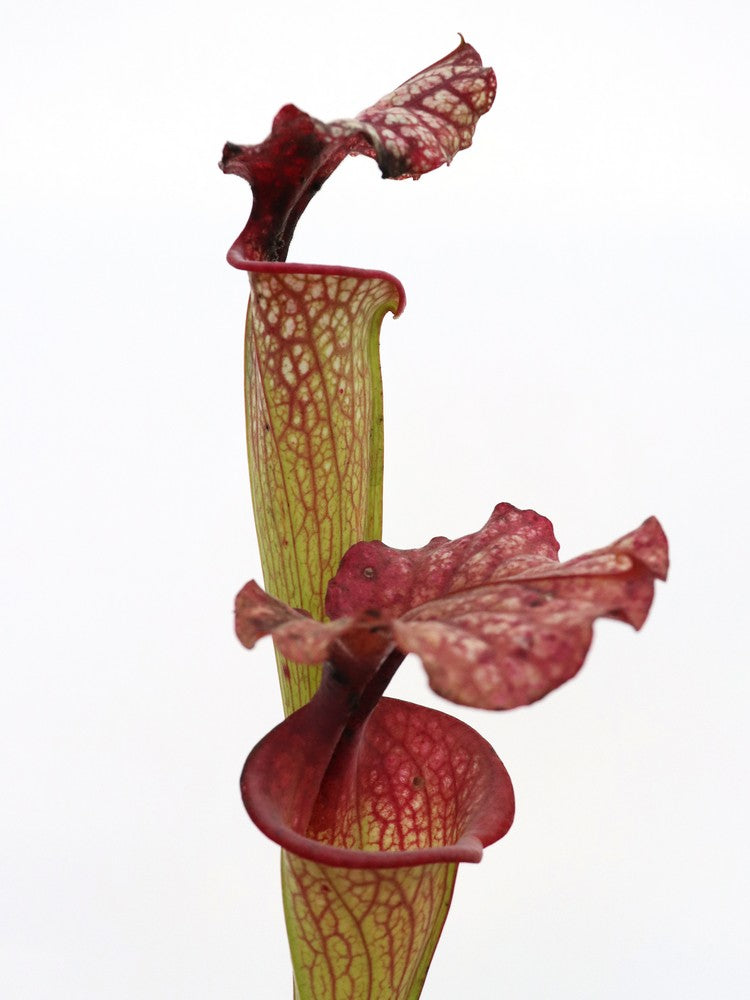 Sarracenia "John David King"  H224 MK