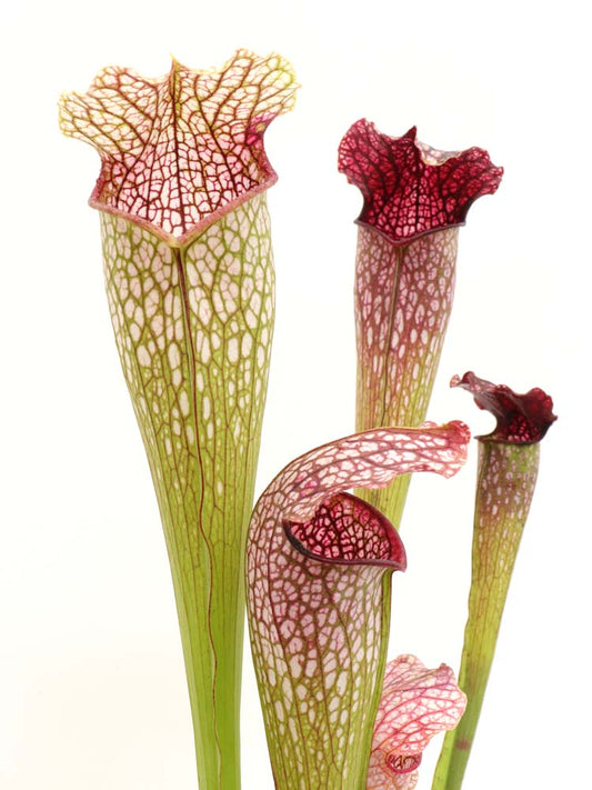 H22 GC  Sarracenia "excellens"  Red & white