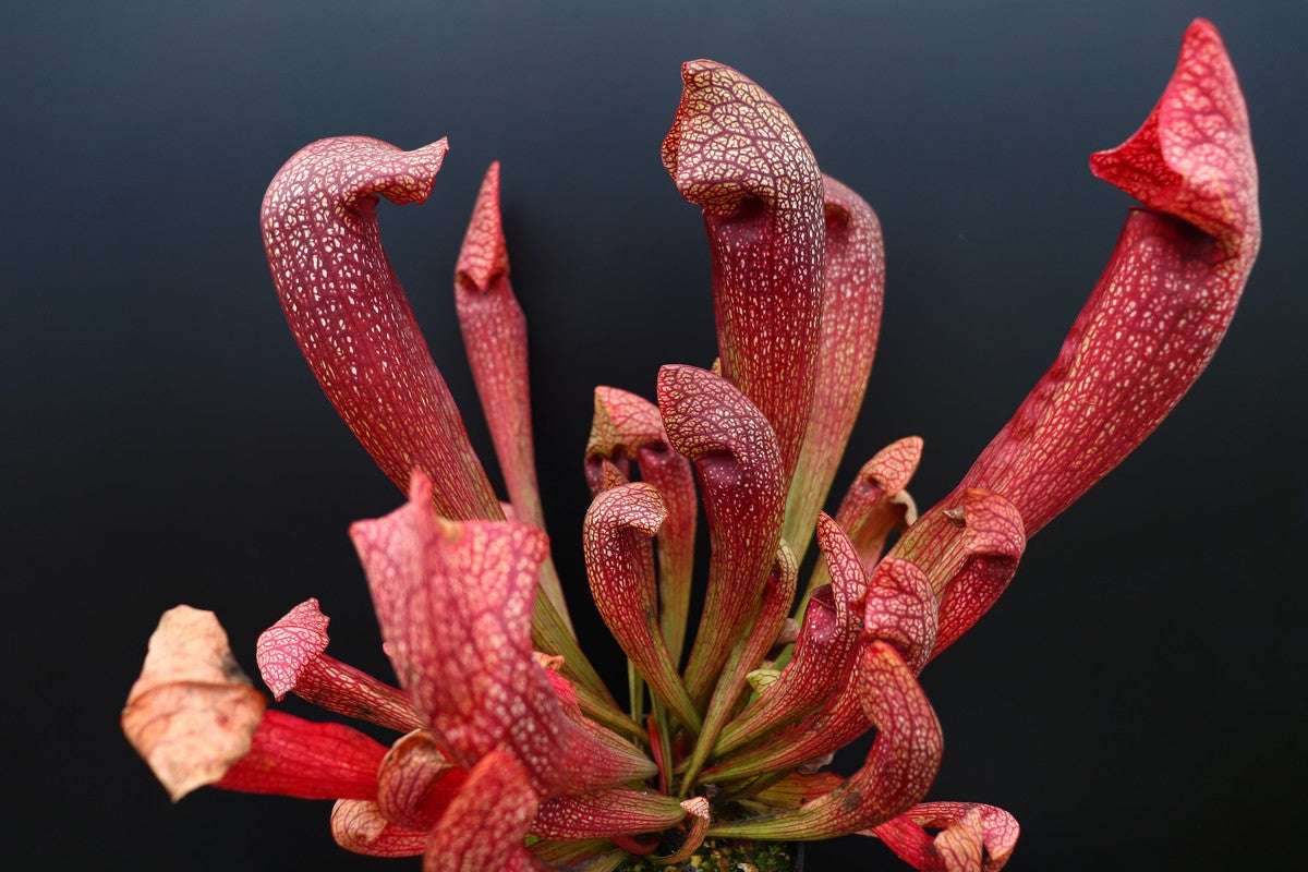 Sarracenia "Dixie lace"