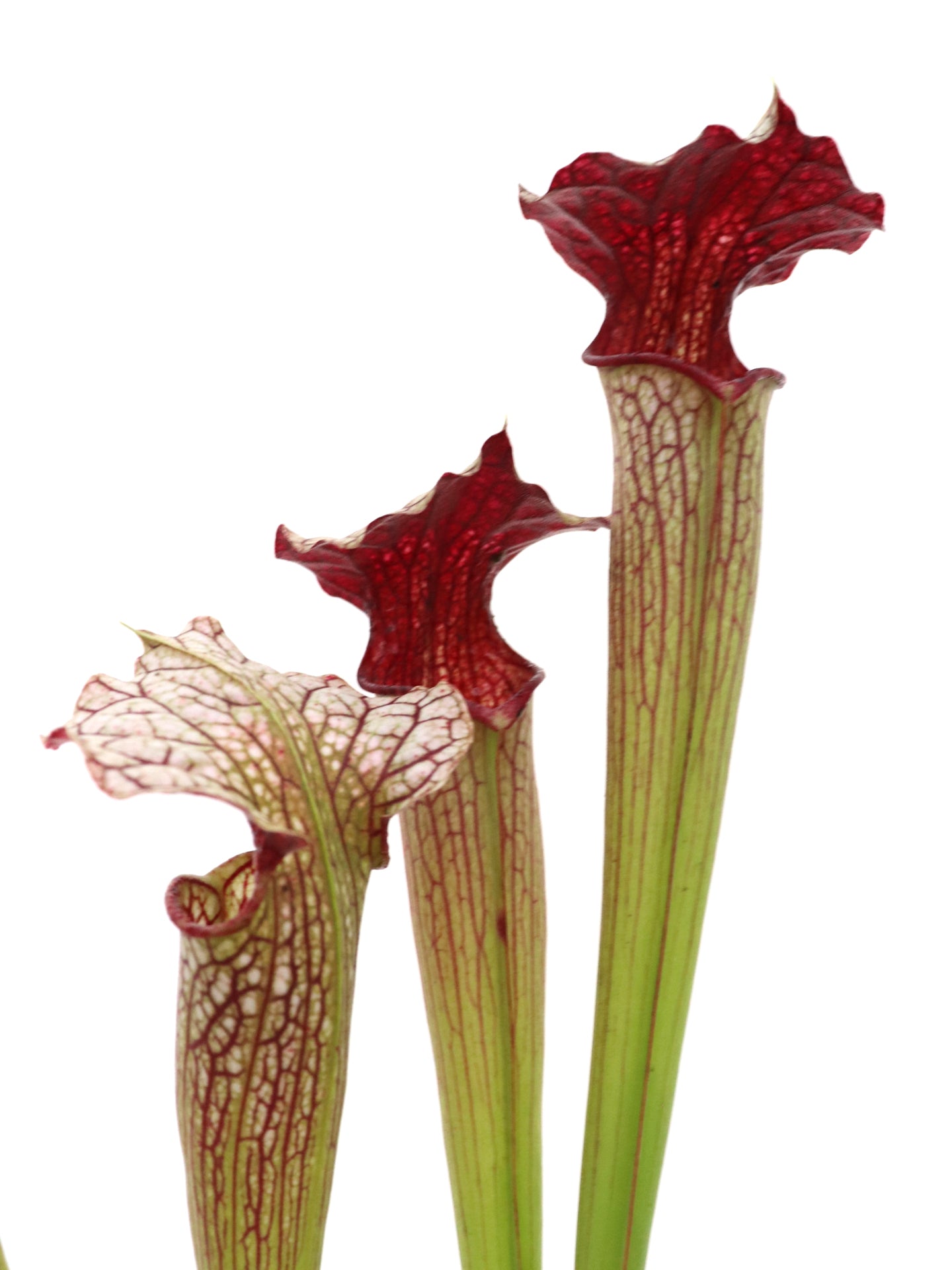 Sarracenia areolata "Giant" H241 MK