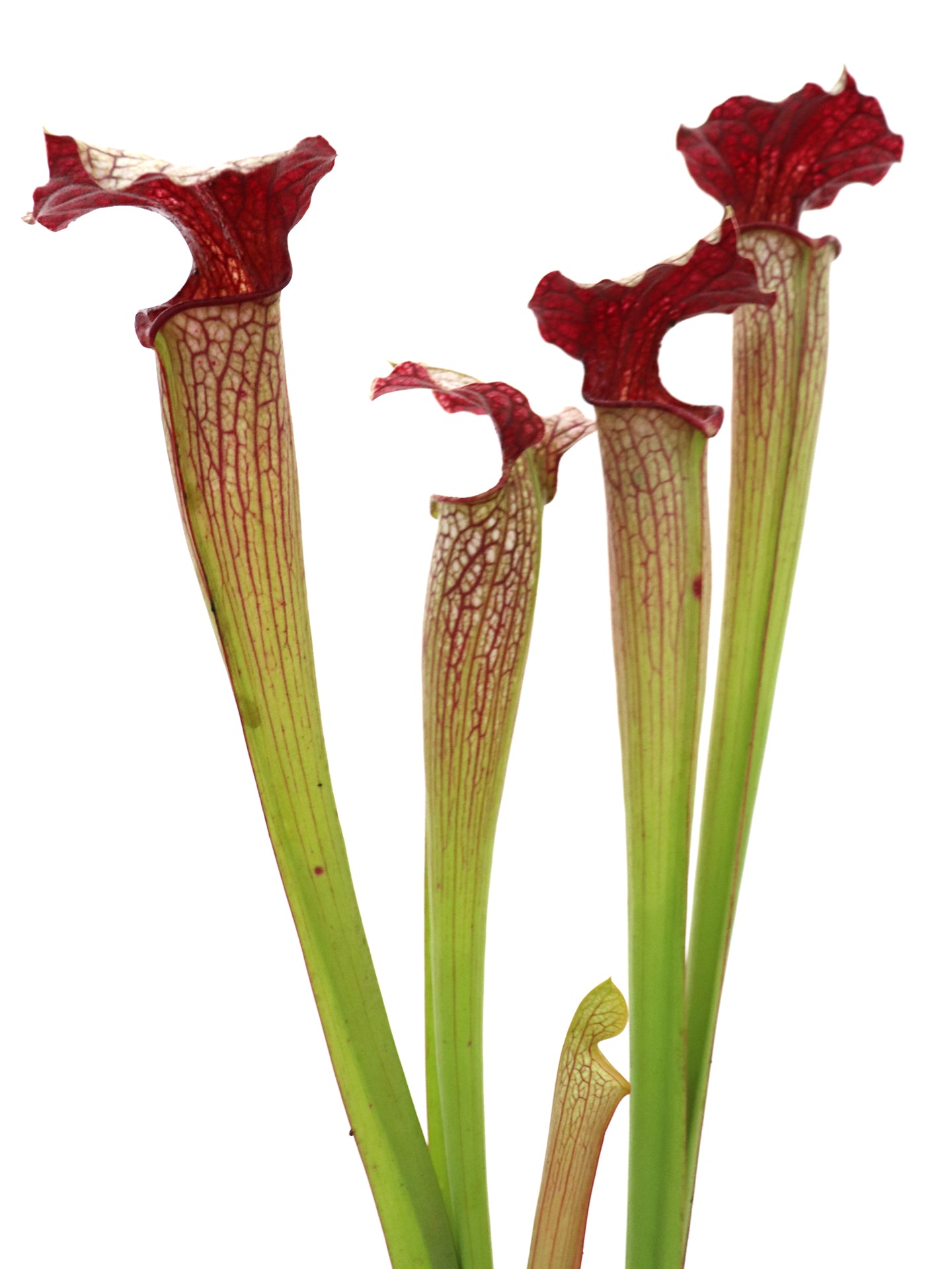 Sarracenia areolata "Giant" H241 MK