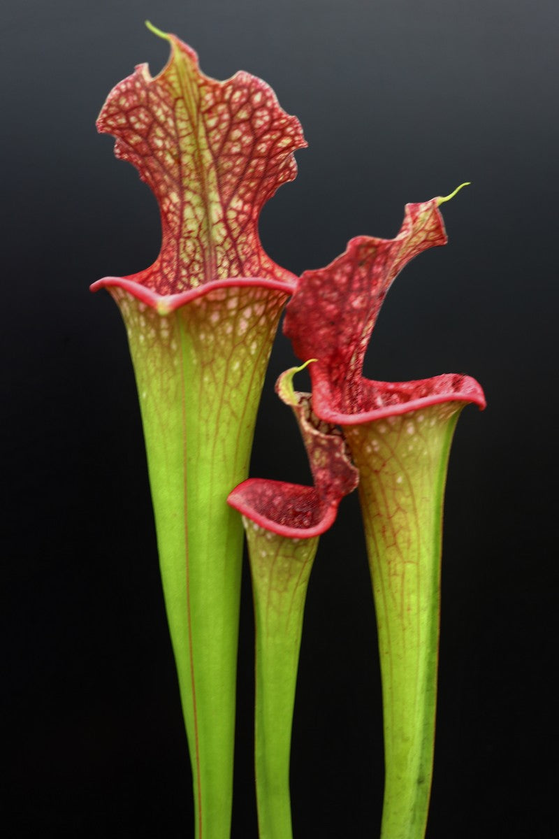 H25 GC Sarracenia "Lady Adrian"
