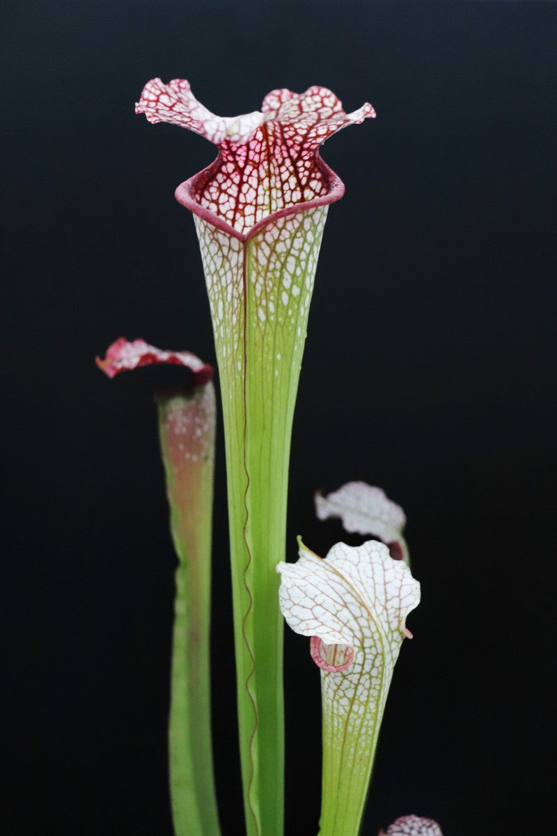 Sarracenia "Diane Whittaker"  H2 MK