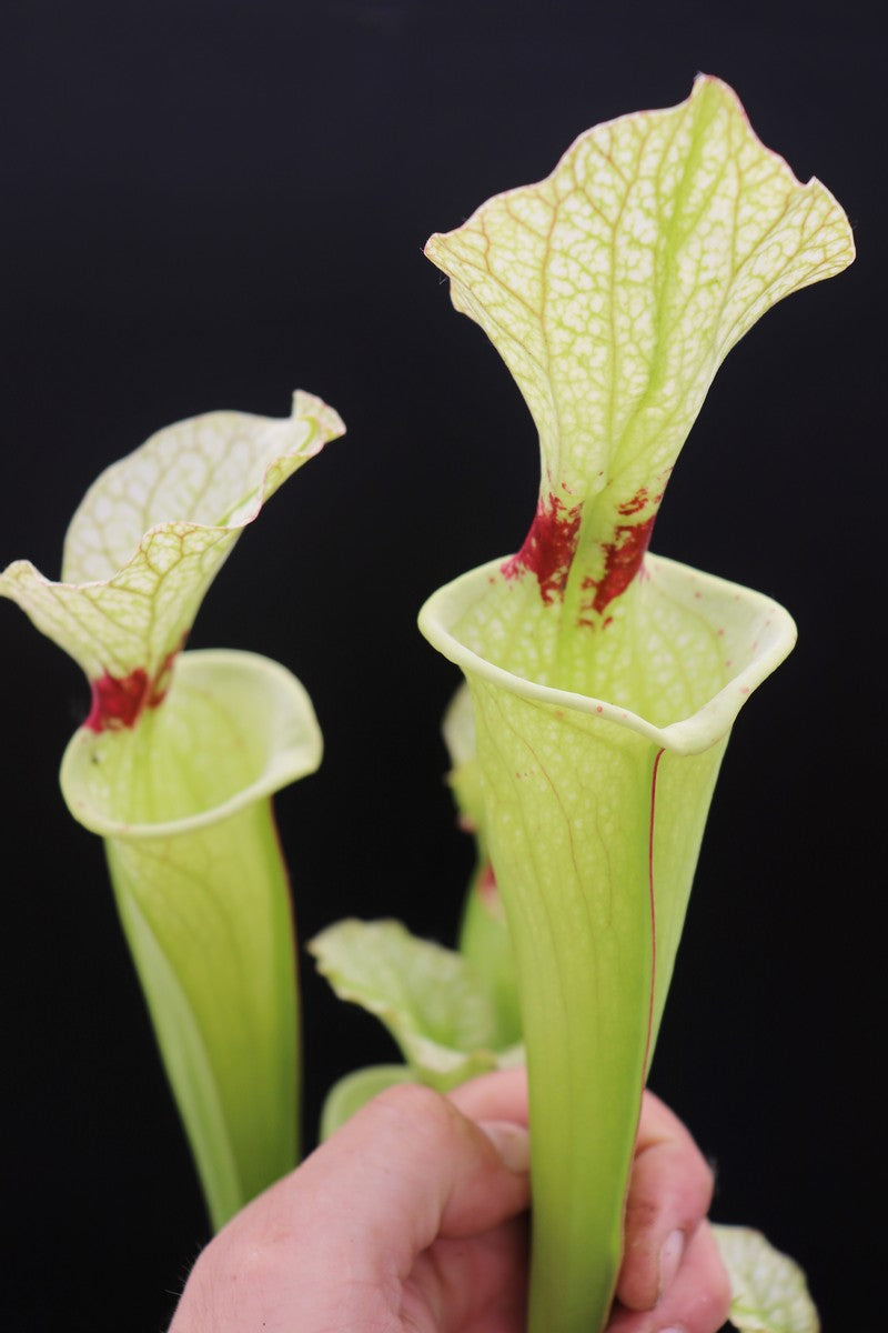 H6 GC Sarracenia "Butterfly"