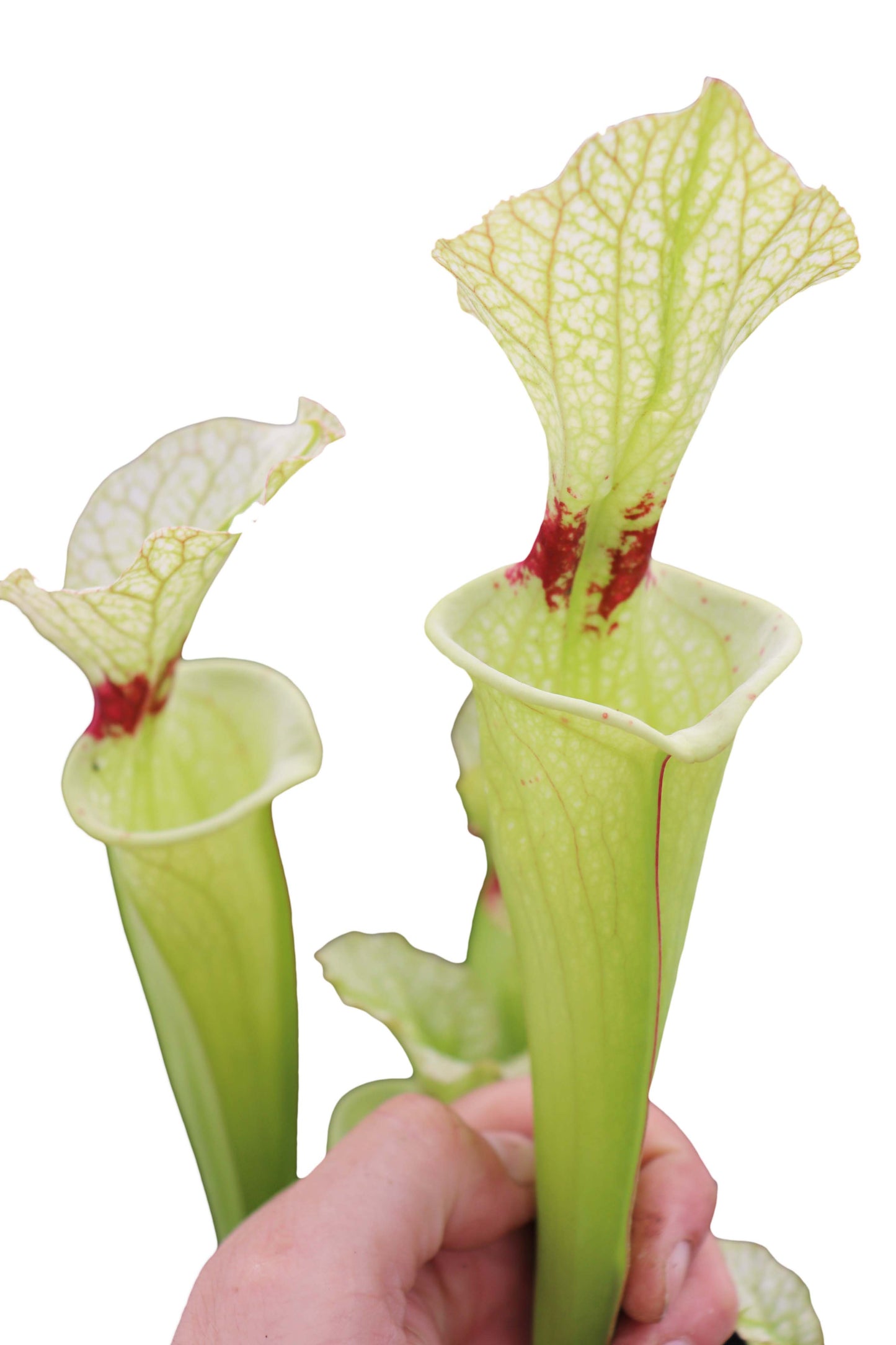 H6 GC Sarracenia "Butterfly"