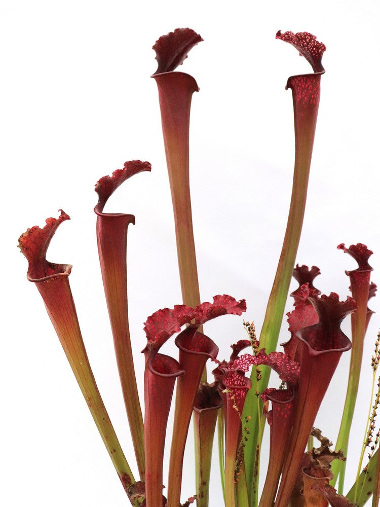 H37 GC  Sarracenia "Alessia"