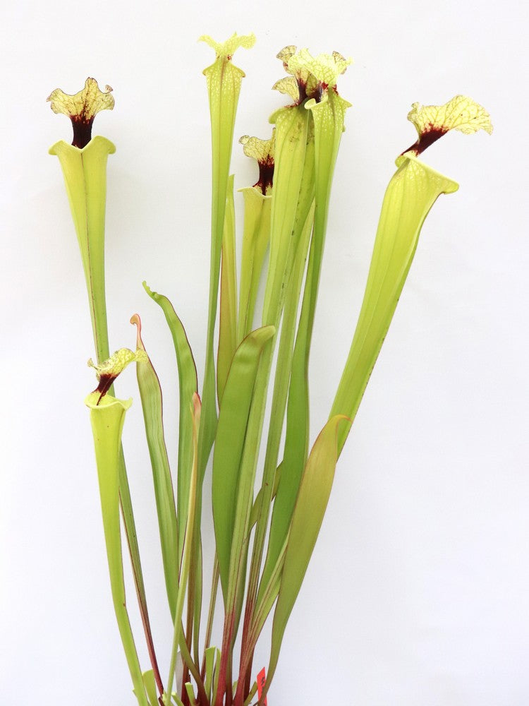 H41 GC Sarracenia "Mazinga"