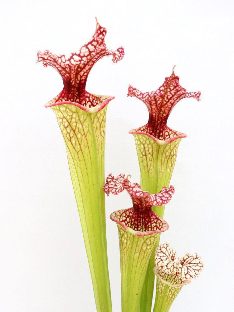 H45 GC S.x moorei GC Selection