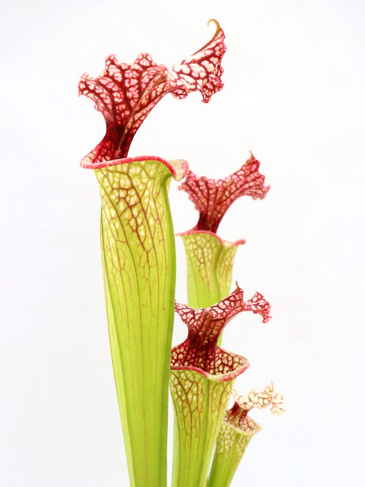 H45 GC S.x moorei GC Selection