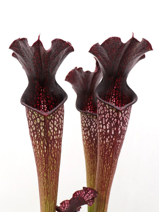 H4 GC  Sarracenia "Black pearl"