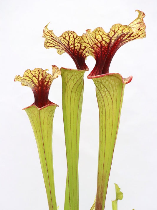 H74 GC S.x moorei  GC Selection