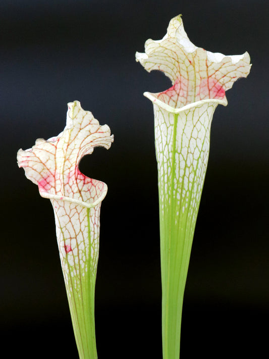 H86 GC  S.x moorei  GC Selection