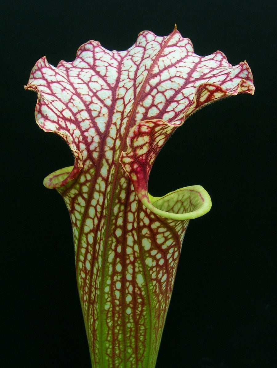 Sarracenia x moorei 'Elizabeth' Norman Parker H89 MK