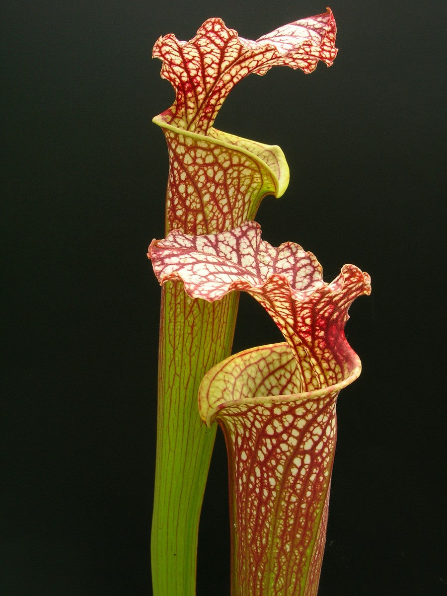 Sarracenia x moorei "Very Large" H92 MK