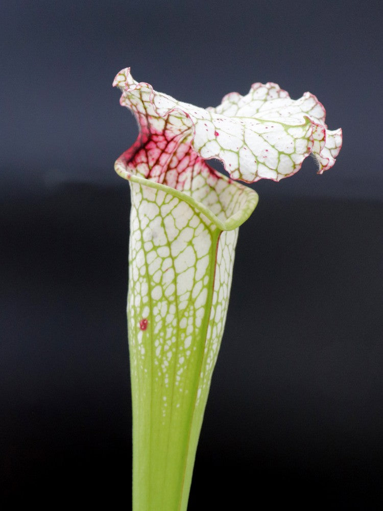 H93 GC S.x moorei "Red Throat"