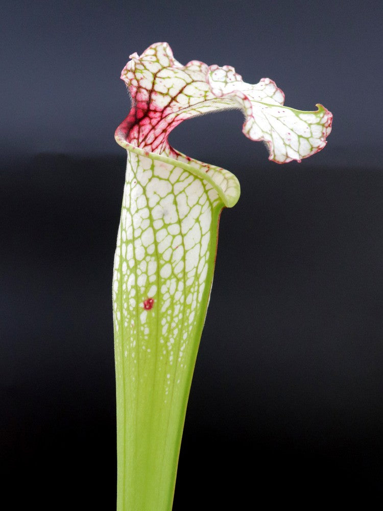 H93 GC S.x moorei "Red Throat"