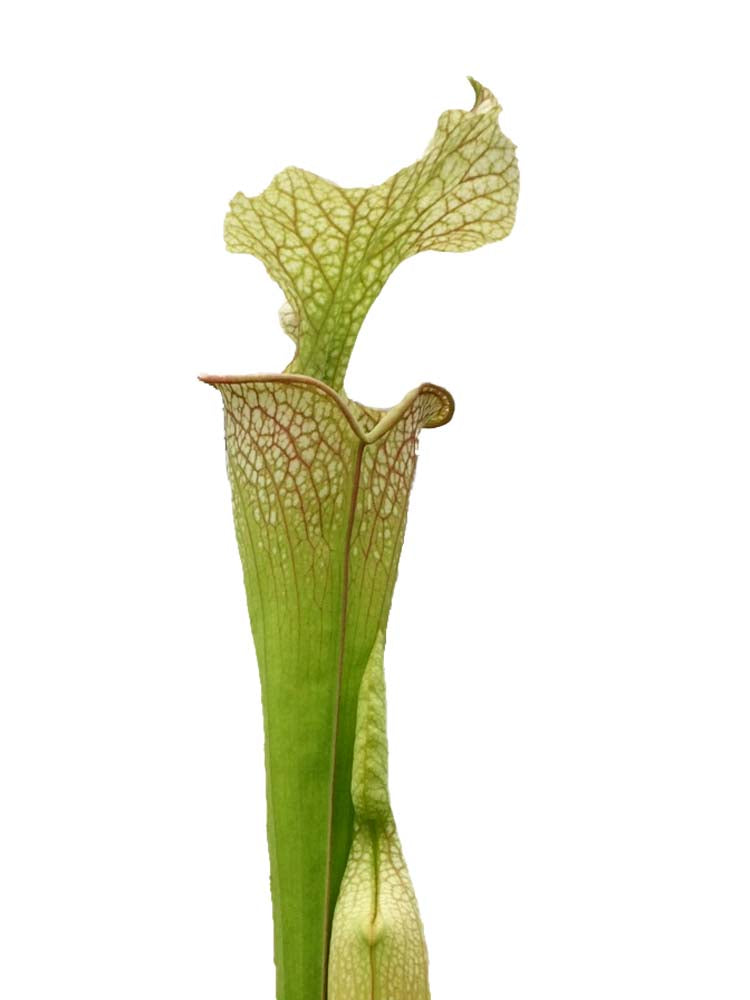 S.x Leuco x Adrian Slack  HA20 B  Srba